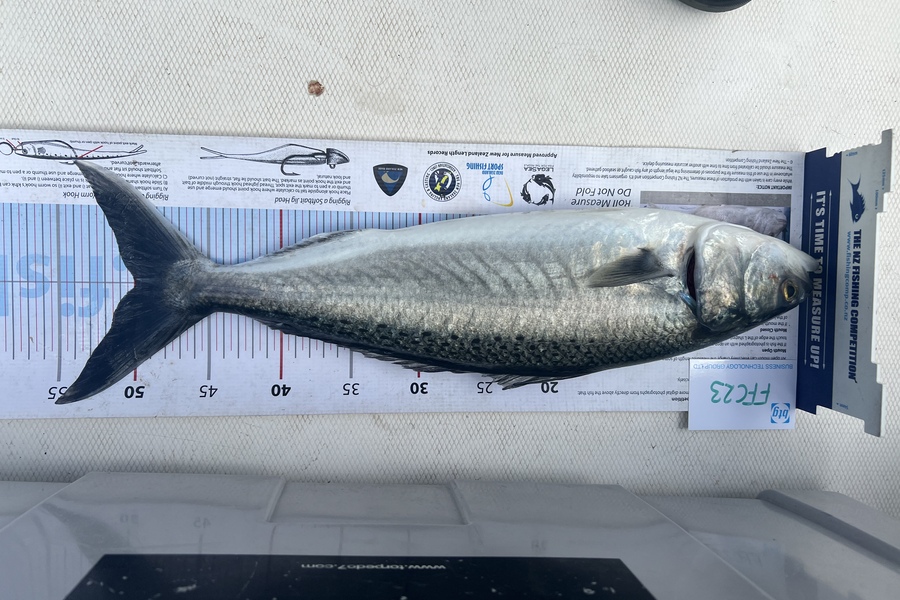 Andrew King caught this 50.0cm Kahawai at Rangitoto during The Export NZ Fishing Competition