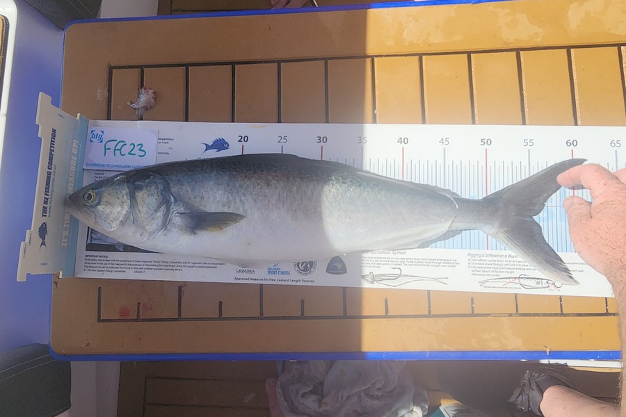 Gary Williamson caught this 55.0cm Kahawai at Rakino during The Export NZ Fishing Competition
