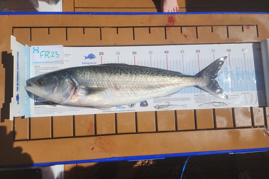 Gary Williamson caught this 54.5cm Kahawai at Rakino during The Export NZ Fishing Competition