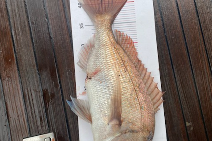 Dan Ryan caught this 41.0cm Snapper at 25 during The Export NZ Fishing Competition