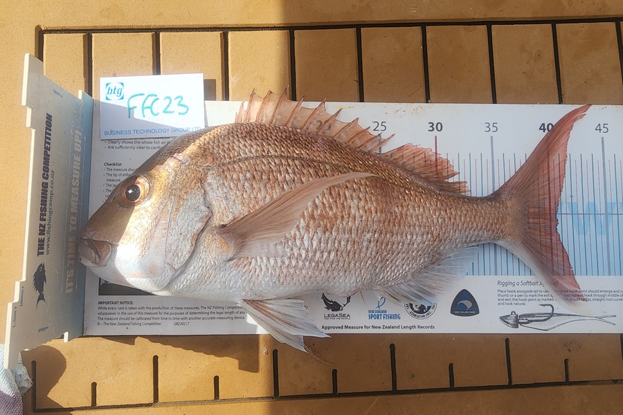 Gary Williamson caught this 40.5cm Snapper at Rakino during The Export NZ Fishing Competition