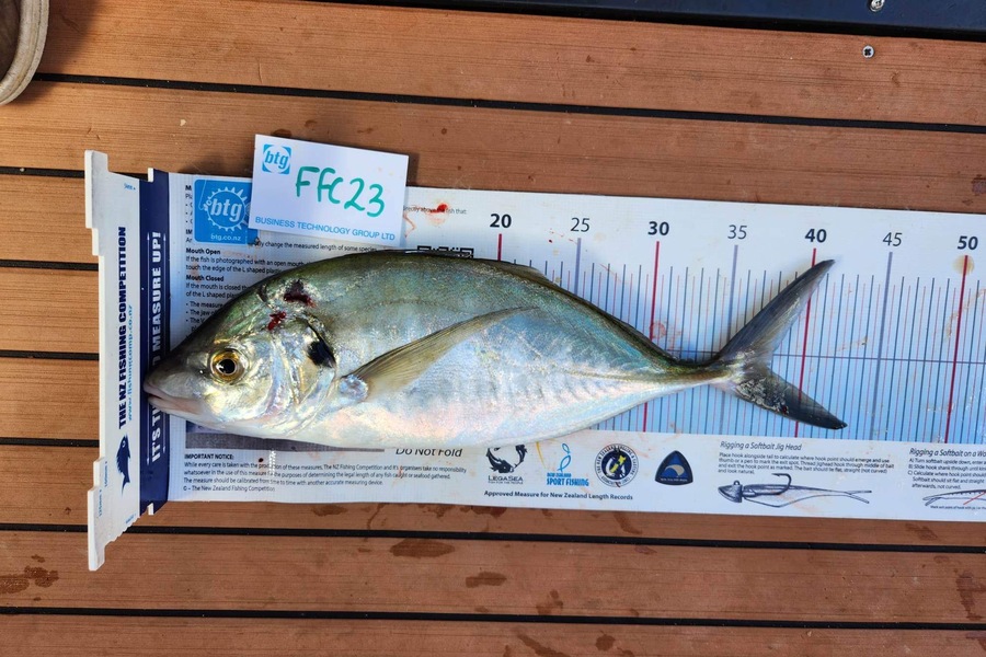 Jack Laity caught this 37.5cm Trevally at Motutapu during The Export NZ Fishing Competition