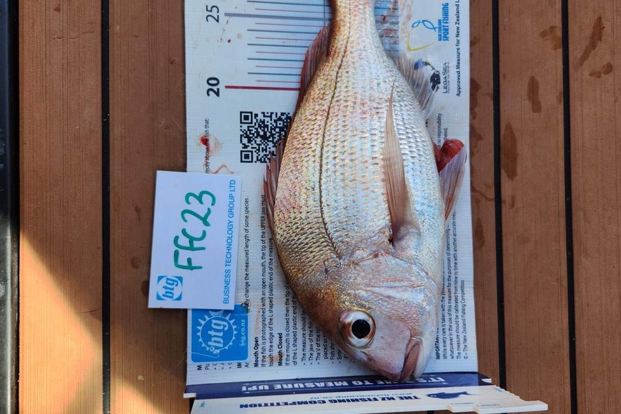 Jack Laity caught this 31.0cm Snapper at Motutapu  during The Export NZ Fishing Competition