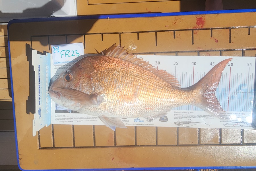 Gary Williamson caught this 46.0cm Snapper at Rakino during The Export NZ Fishing Competition