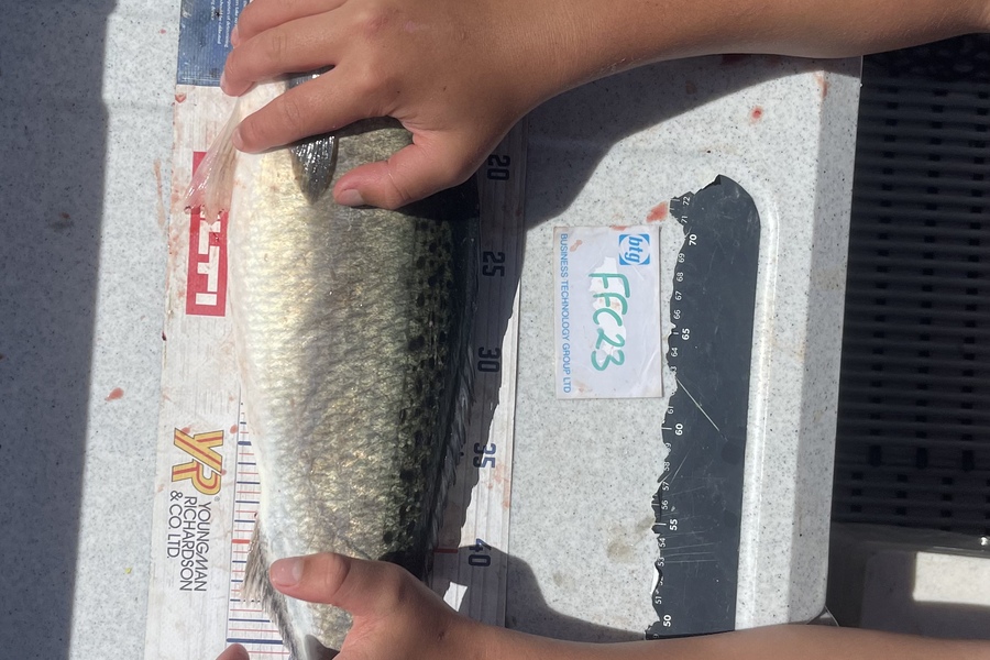 Brendan Lochead caught this 56.0cm Kahawai at Rakino  during The Export NZ Fishing Competition