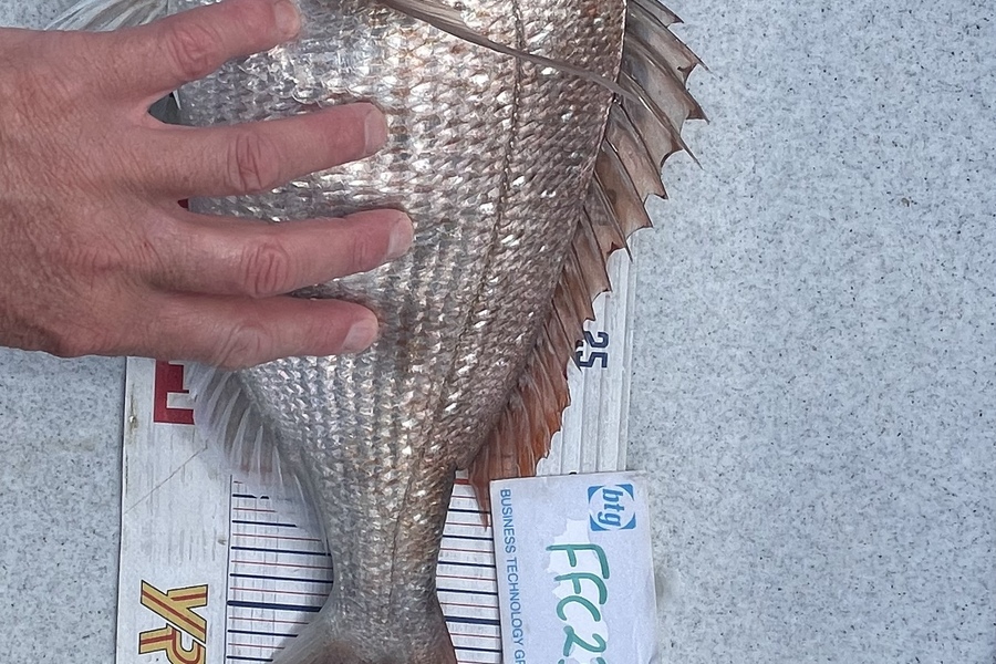 Brendan Lochead caught this 39.5cm Snapper at Rakino channel during The Export NZ Fishing Competition