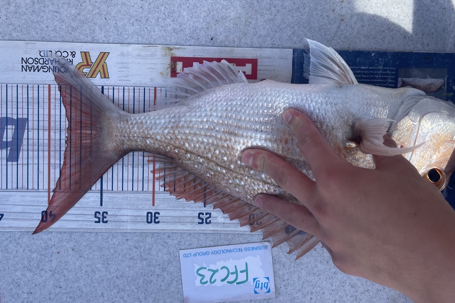Brendan Lochead caught this 38.0cm Snapper at Rakino channel during The Export NZ Fishing Competition