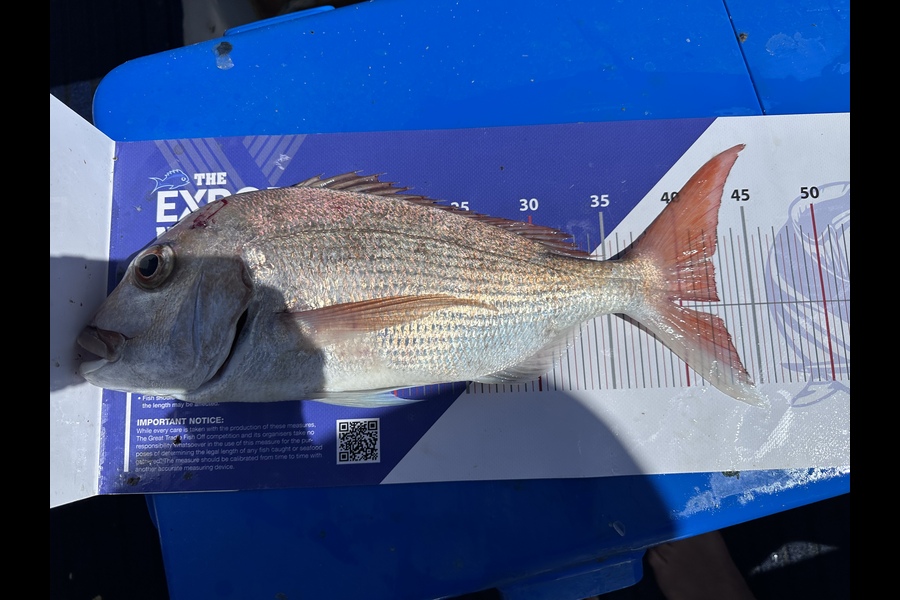 Melisa Bedwell Goodwin caught this 42.5cm Snapper at Noisies during The Export NZ Fishing Competition