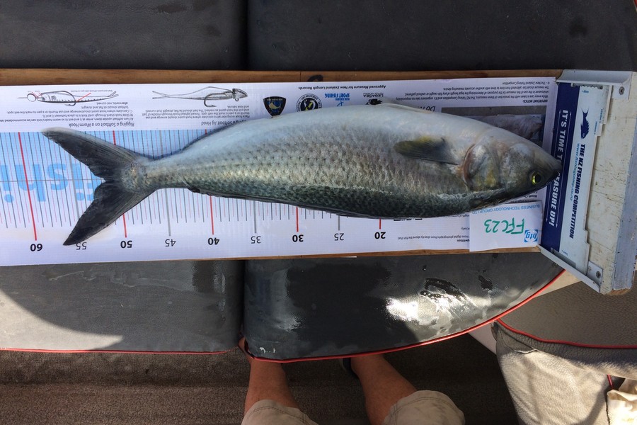 Philip Tate caught this 51.5cm Kahawai at Rangitoto Light House during The Export NZ Fishing Competition