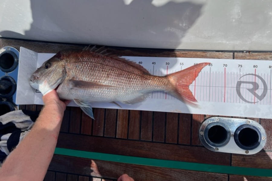 Bryce Wainhouse caught this 58.0cm Snapper at Karekare during The Export NZ Fishing Competition