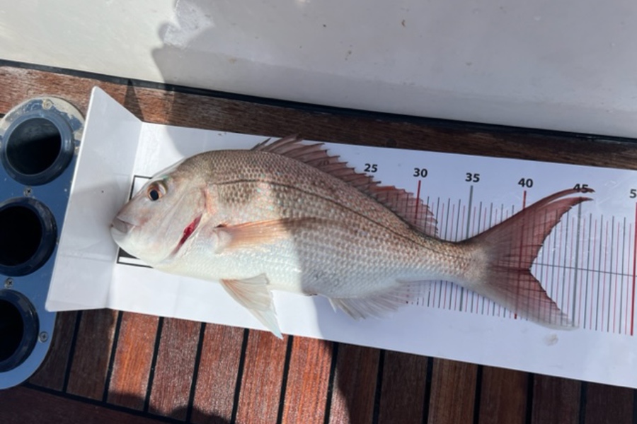 Bryce Wainhouse caught this 41.0cm Snapper at Karekare during The Export NZ Fishing Competition