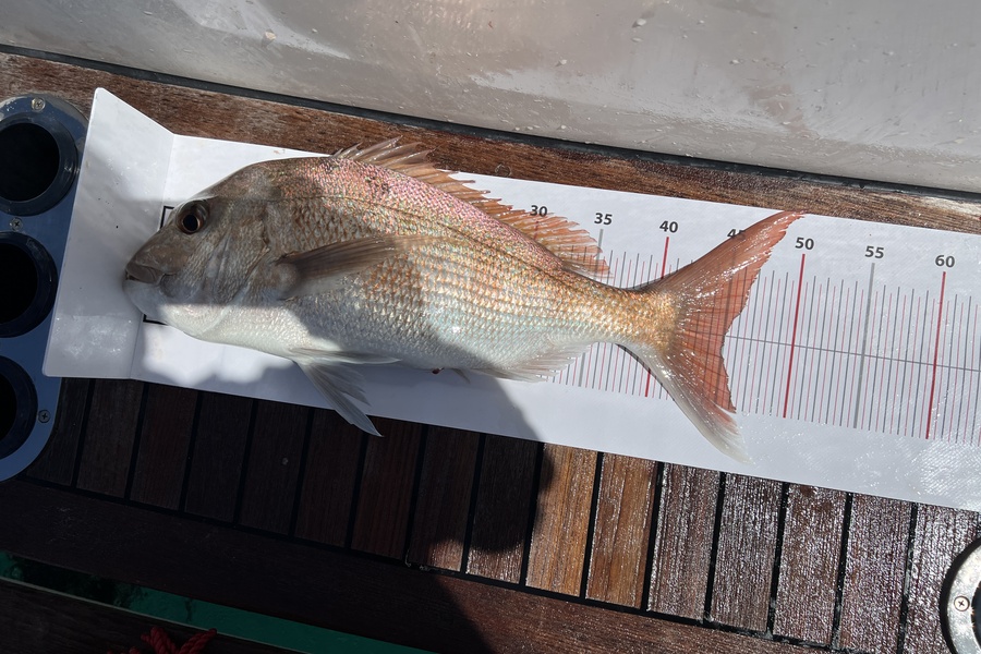 Karen Gray caught this 45.0cm Snapper at GGE 24 during The Export NZ Fishing Competition