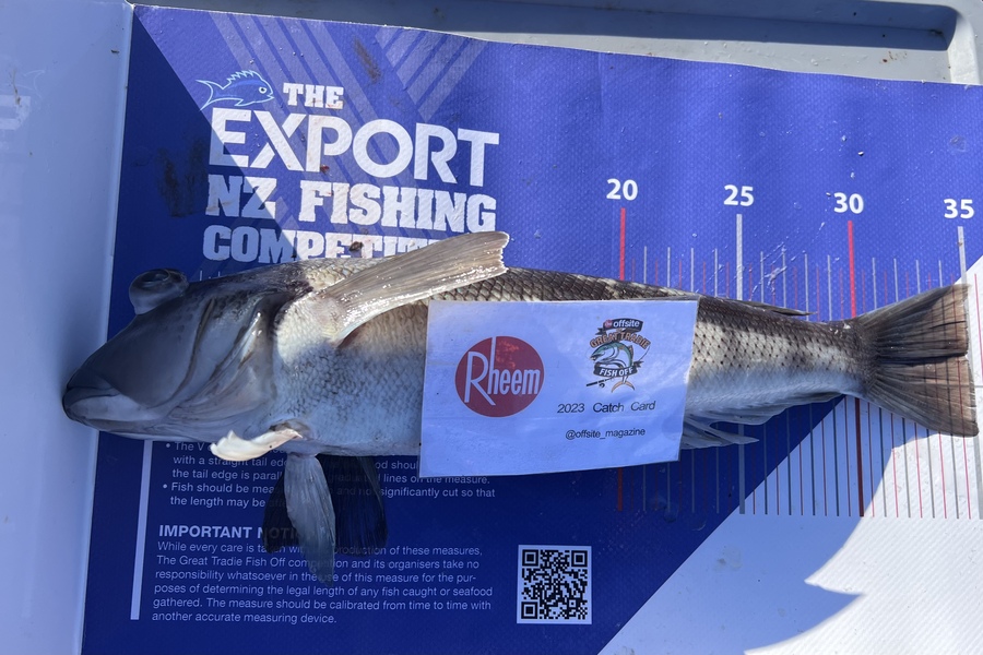 Reynaldo Mamacos caught this 35.0cm Blue Cod at Makara during The Export NZ Fishing Competition