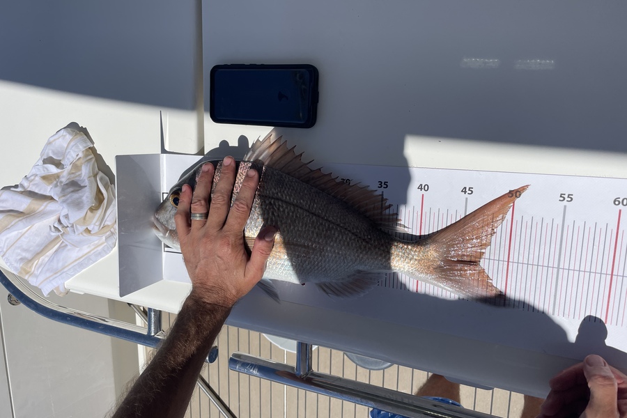 Debbie Colquhoun caught this 47.0cm Snapper at Grid 24 GGE during The Export NZ Fishing Competition