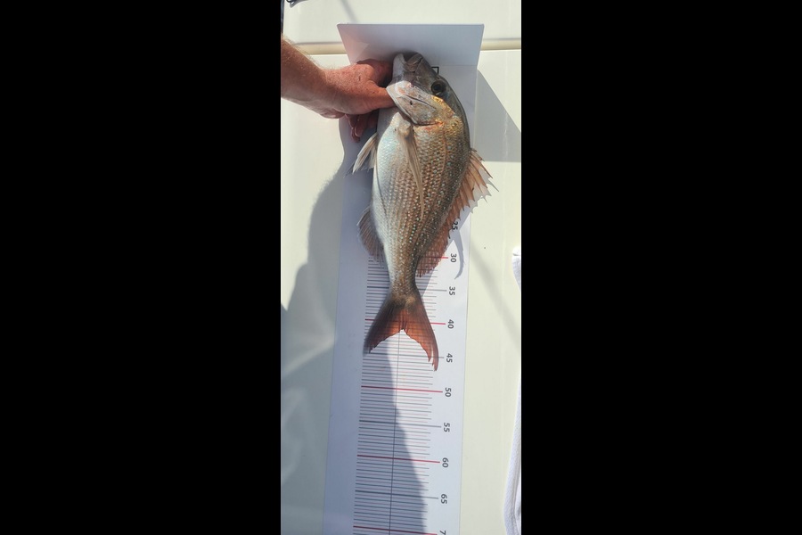 Debbie Colquhoun caught this 41.0cm Snapper at Grid 24 GGE during The Export NZ Fishing Competition