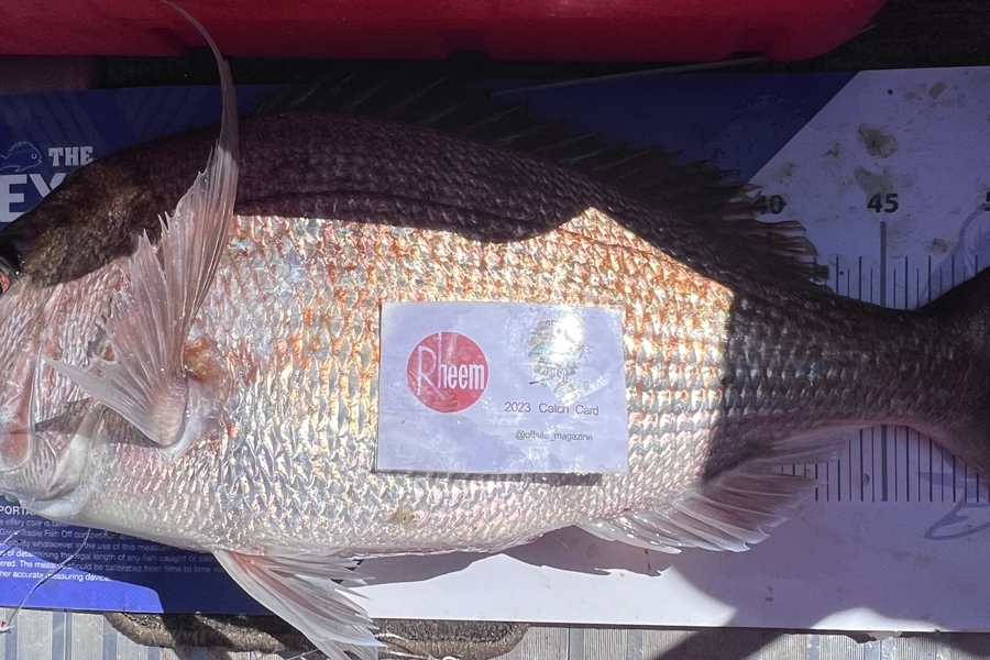 Reynaldo Mamacos caught this 54.0cm Snapper at Makara during The Export NZ Fishing Competition