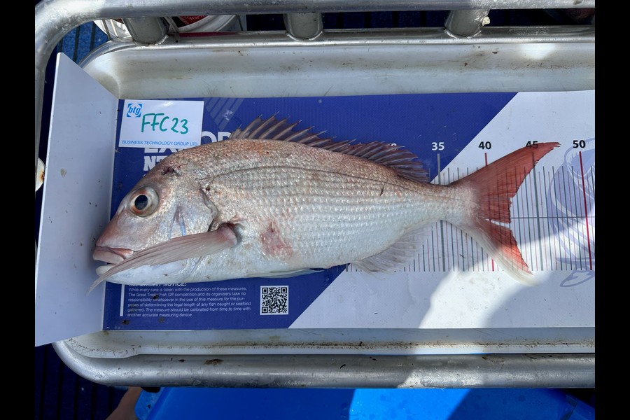 Melisa Bedwell Goodwin caught this 42cm Snapper at Noises during The Export NZ Fishing Competition