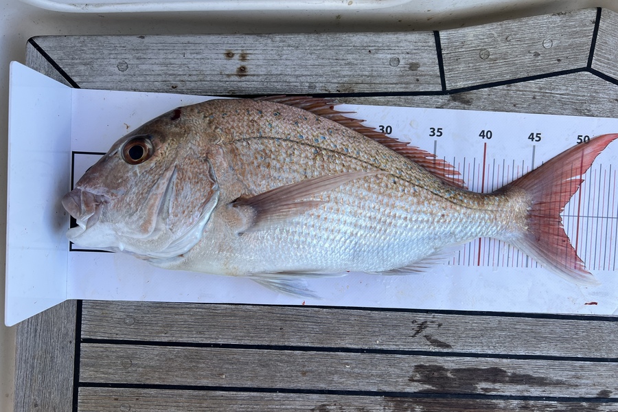 Karina Wallace caught this 48.0cm Snapper at Pacific Harbour  during The Export NZ Fishing Competition