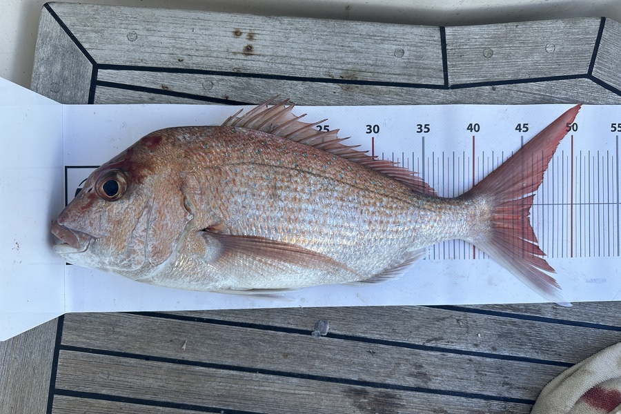 Grace Nisbet caught this 45.5cm Snapper at 33 during The Export NZ Fishing Competition
