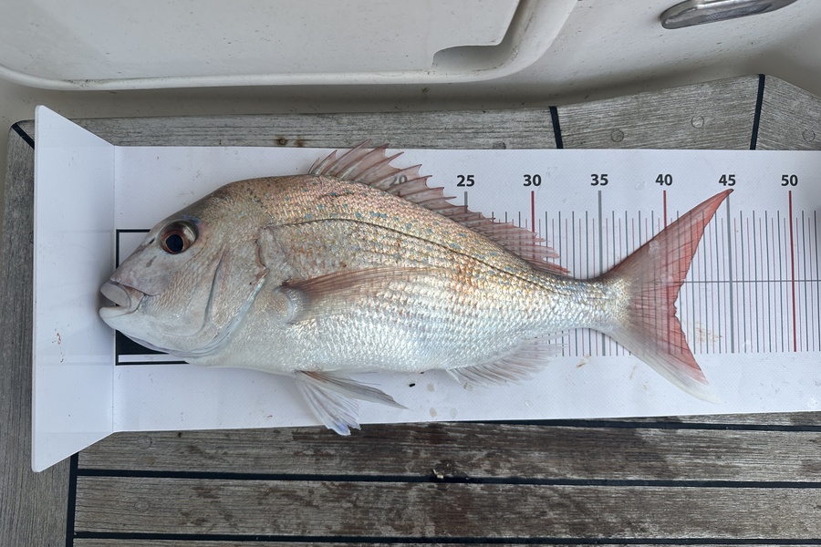 Diana Nisbet caught this 40.5cm Snapper at 33 during The Export NZ Fishing Competition