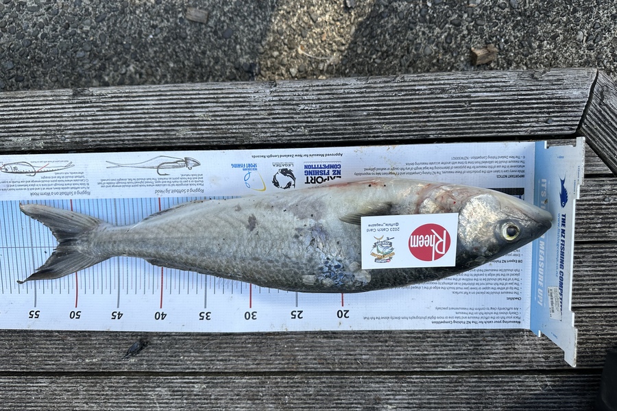 Jone Livia caught this 51.5cm Kahawai at Lake ferry  during The Export NZ Fishing Competition