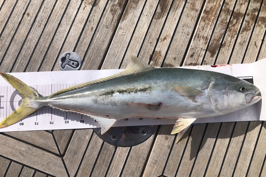 Johnny Dee caught this 80.0cm Kingfish at 18 during The Export NZ Fishing Competition