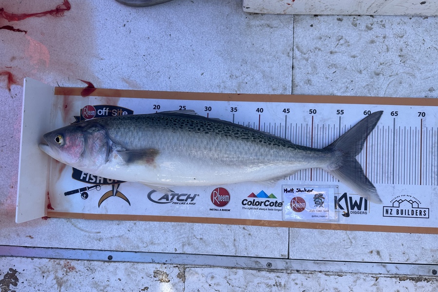 Matt Shuker caught this 58.0cm Kahawai at Pegasus Bay during The Export NZ Fishing Competition