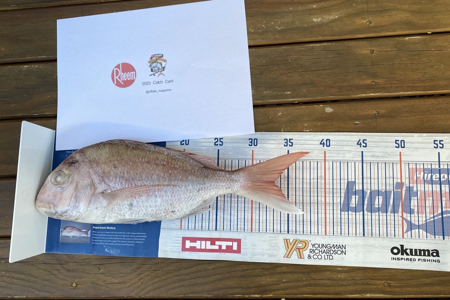 Neels Erasmus caught this 33.0cm Snapper at Rangitoto during The Export NZ Fishing Competition