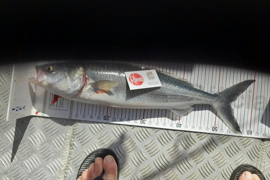 Mark Beauchamp caught this 54.0cm Kahawai at Bay of Islands during The Export NZ Fishing Competition