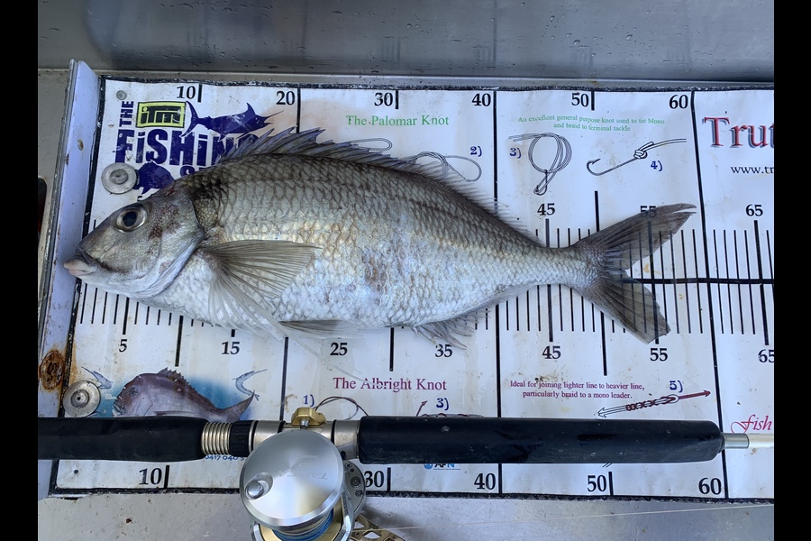 Evan  Cook caught this 52.0cm Tarakihi at Wellington  during The Export NZ Fishing Competition