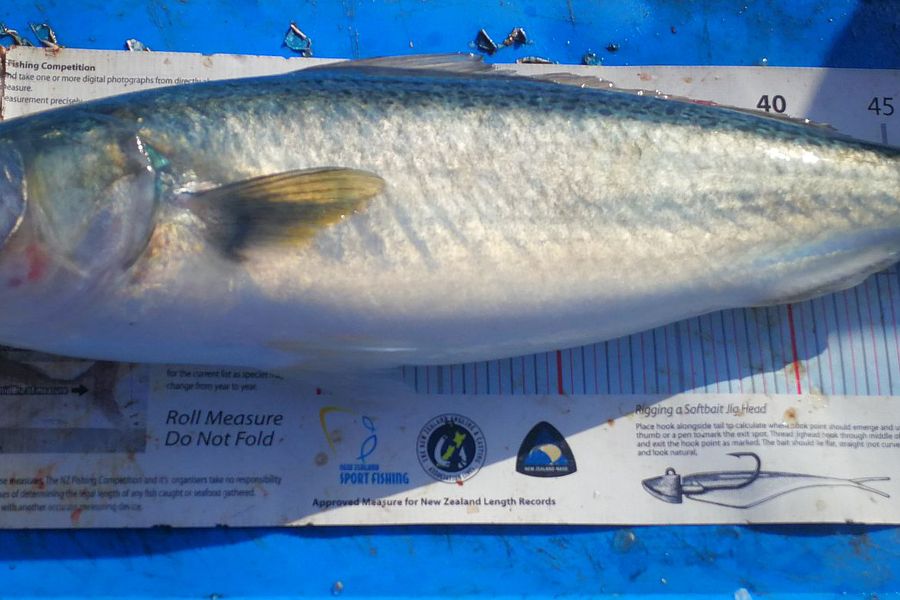 Leigh Page caught this 54.5cm Kahawai at Wellington south coast during The Export NZ Fishing Competition