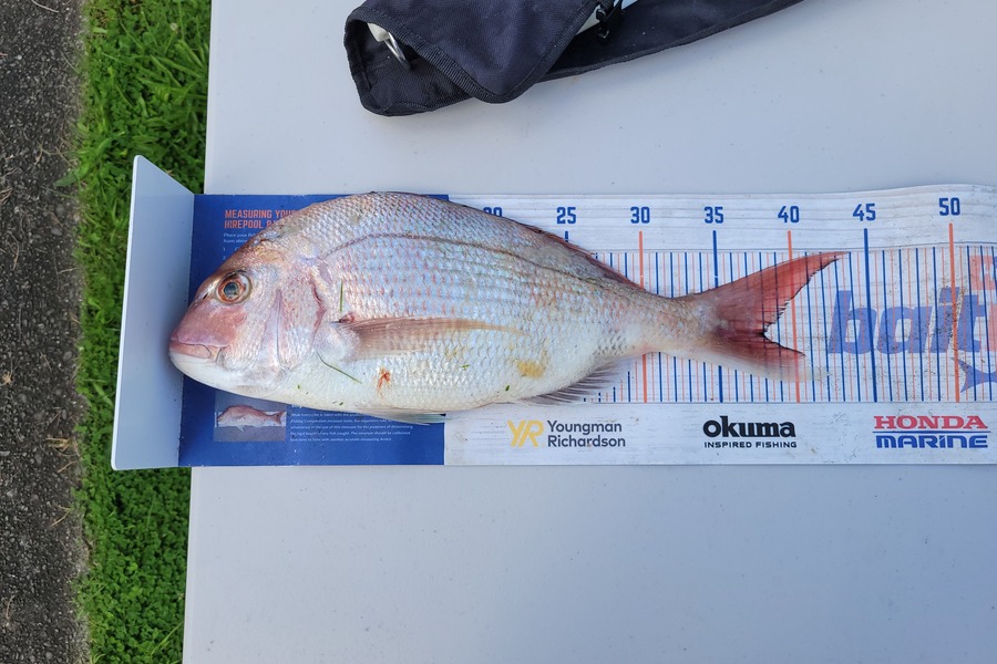 James Ogle caught this 38.0cm Snapper at Kapiti  during The Export NZ Fishing Competition