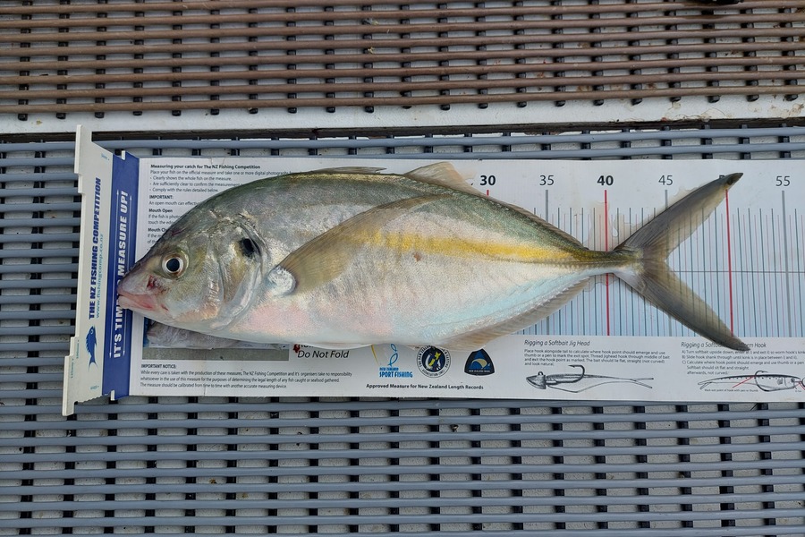 Janet Attwood caught this 44.5cm Trevally at Whananaki during The Export NZ Fishing Competition