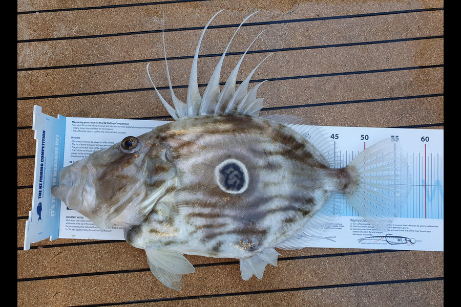 Jesse Crasborn caught this 57.5cm John Dory at Cook Strait during The Export NZ Fishing Competition