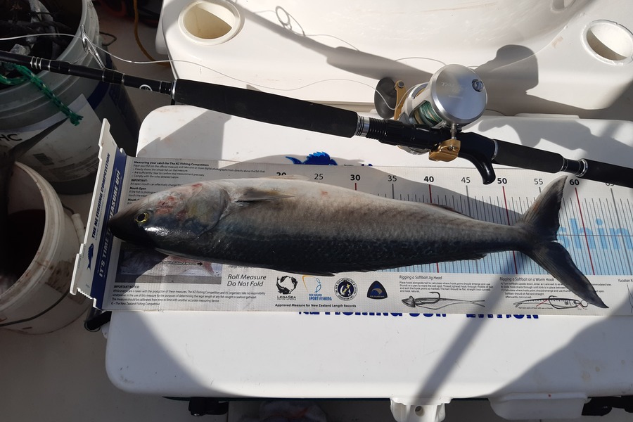 Nigel Boreham caught this 56.0cm Kahawai at Firth of Thames during The Export NZ Fishing Competition
