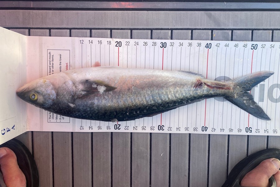 Trish Kolk caught this 49.0cm Kahawai at Mototi Island during The Export NZ Fishing Competition