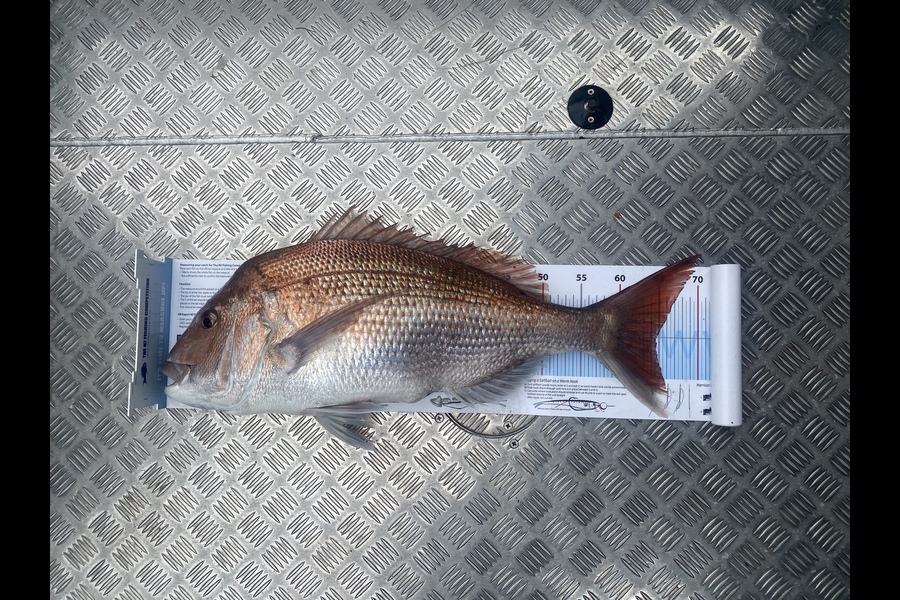 Jason Anderson caught this 64.5cm Snapper at Marlborough Sounds during The Export NZ Fishing Competition