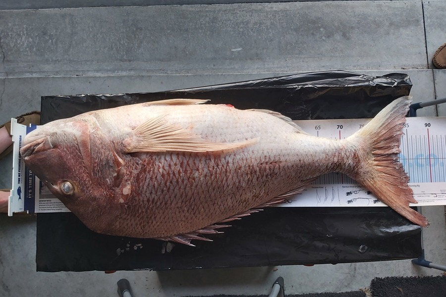 Andre Blowes caught this 82.5cm Snapper at Wai-iti taranaki during The Export NZ Fishing Competition