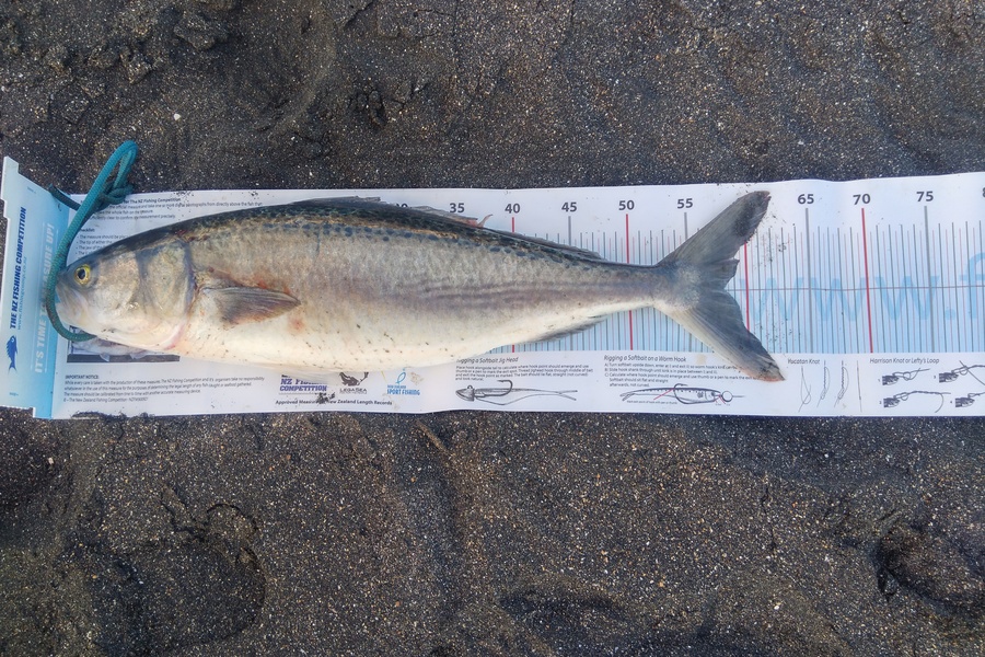 Richard Cash caught this 58.0cm Kahawai at Whanganui during The Export NZ Fishing Competition