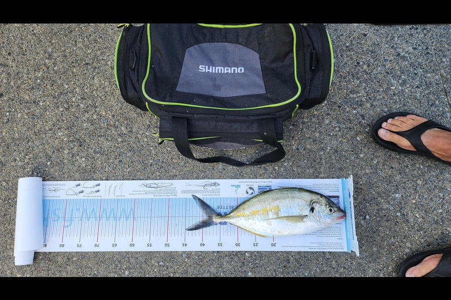 Myles Carson caught this 38.5cm Trevally at Kapiti  during The Export NZ Fishing Competition