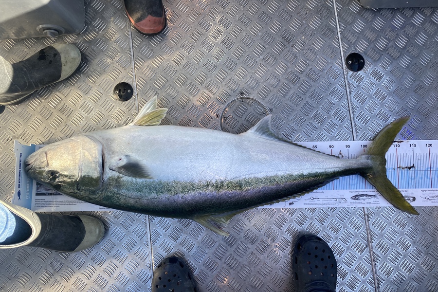 Jason Anderson caught this 106.0cm Kingfish at Marlborough Sounds during The Export NZ Fishing Competition