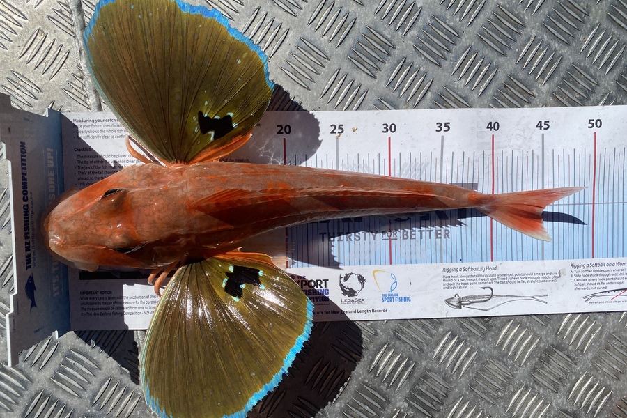 Jason Anderson caught this 45.0cm Gurnard at Marlborough Sounds  during The Export NZ Fishing Competition