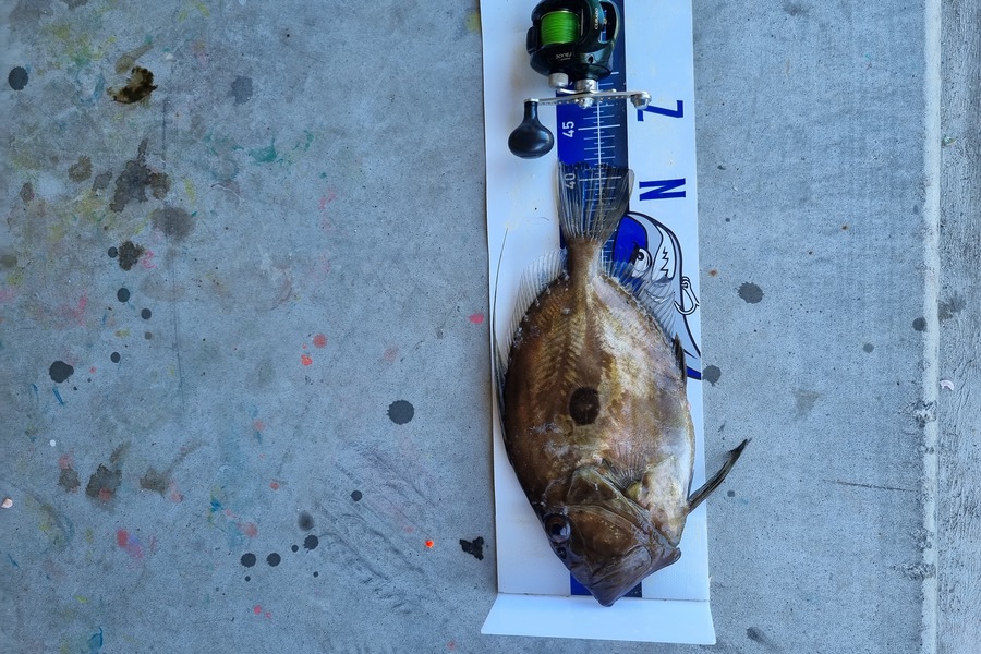 Michael Brown caught this 41.0cm John Dory at Bop during The Export NZ Fishing Competition