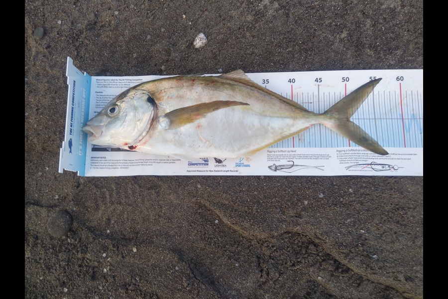 Richard Cash caught this 50.0cm Trevally at Whanganui during The Export NZ Fishing Competition