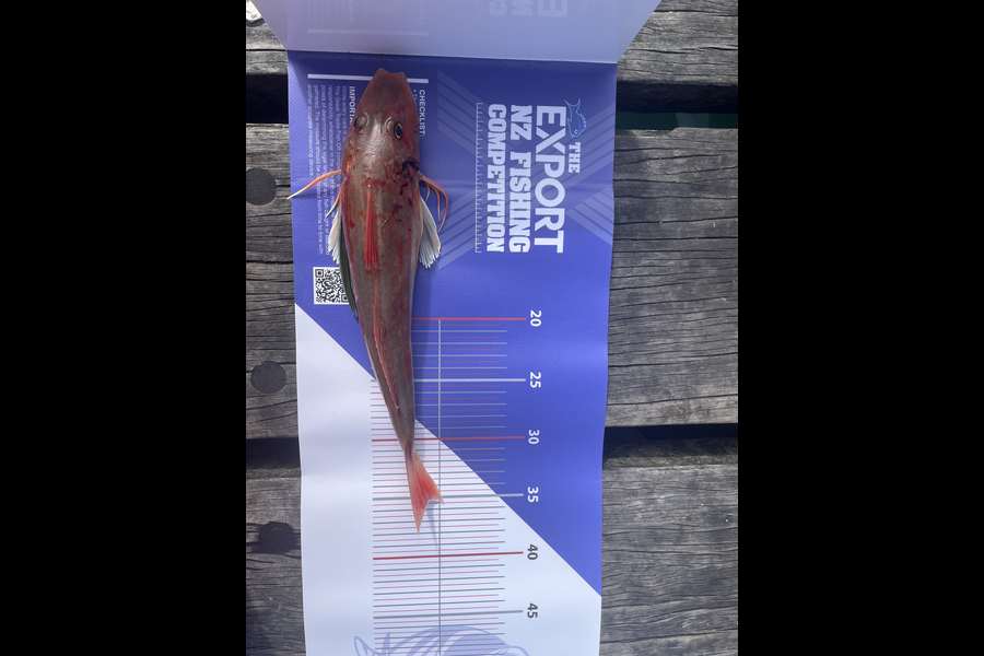 Cait Gordon caught this 35.0cm Gurnard at Wellington Harbour during The Export NZ Fishing Competition
