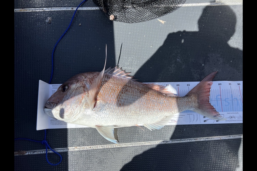 Levi Moller caught this 74.0cm Snapper at Motiti island  during The Export NZ Fishing Competition