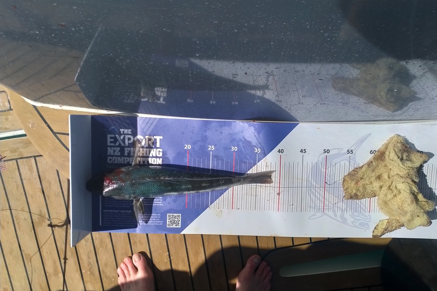 Murray  Gate  caught this 38.0cm Blue Cod at French Pass Nelson  during The Export NZ Fishing Competition