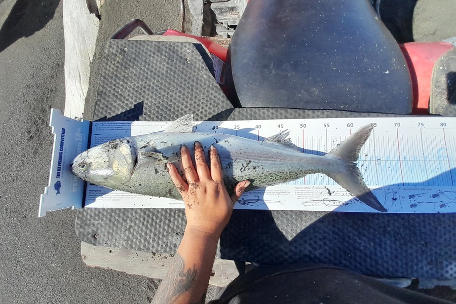 Crystal McRoberts caught this 61.0cm Kahawai at Whakaki during The Export NZ Fishing Competition