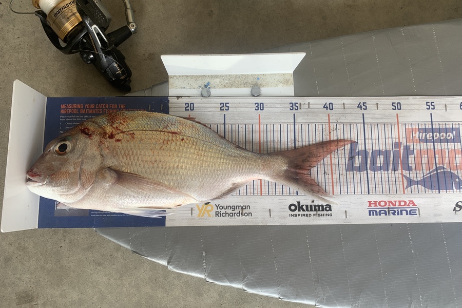 Graeme Duncan caught this 36.0cm Snapper at Bop during The Export NZ Fishing Competition