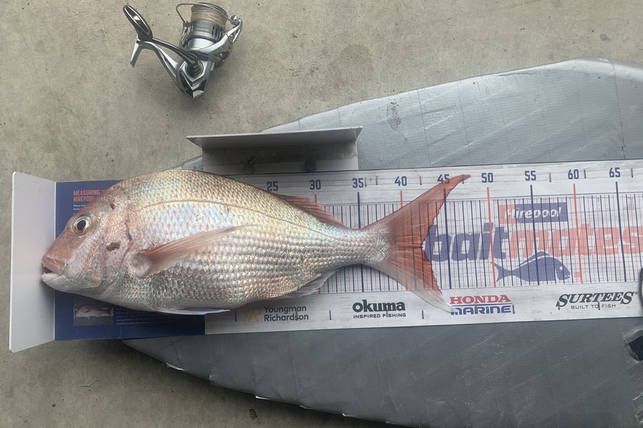 Graeme Duncan caught this 42.0cm Snapper at Bop during The Export NZ Fishing Competition